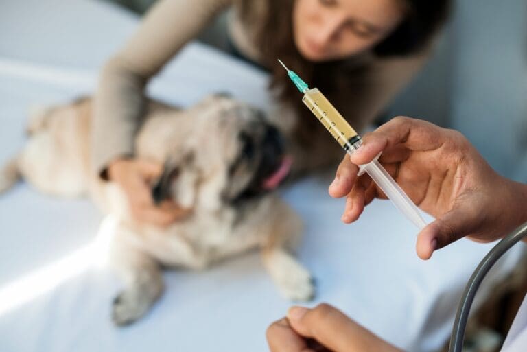 5 Common Questions Pet Owners Ask Veterinary Hospitals