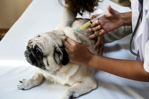 Why Vaccinations Are A Core Service of Animal Hospitals

