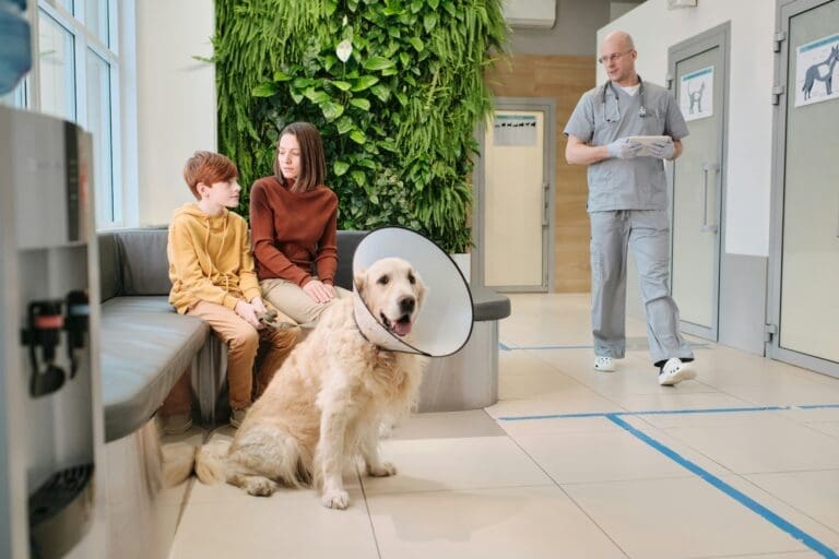 The Impact Of Animal Hospitals On Community Animal Welfare