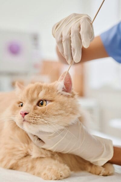 4 Common Conditions Treated At Animal Hospitals (And What They Mean For Your Pet)