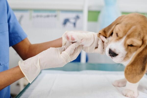 3 Questions Every Pet Owner Should Ask Their Veterinary Clinic