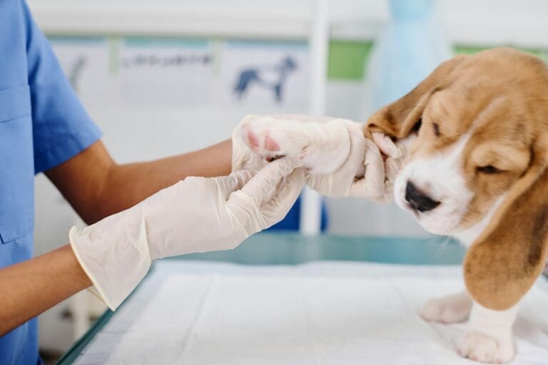 3 Questions Every Pet Owner Should Ask Their Veterinary Clinic