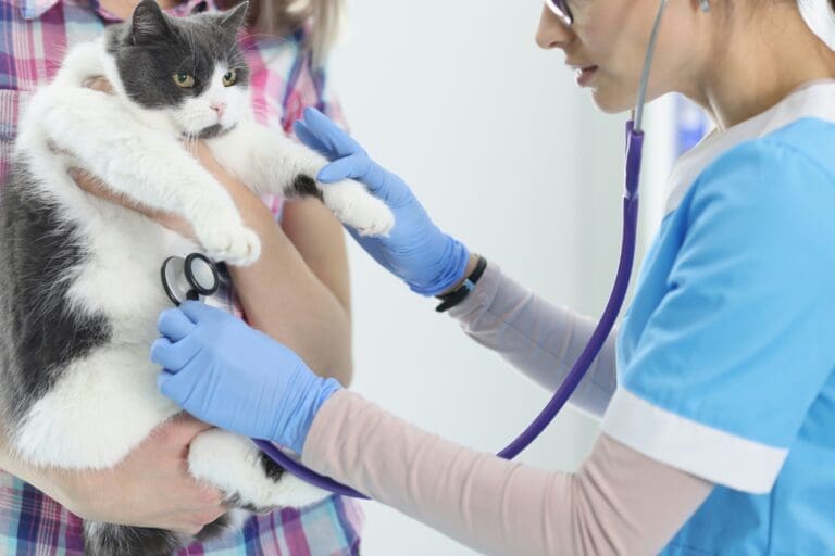 4 Benefits Of Choosing A Local Small Animal Veterinary Hospital