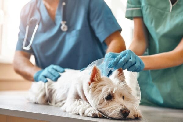 How Veterinary Clinics Manage Pain And Post Surgical Care For Your Pet