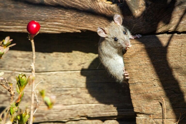 Protecting Your Tiburon Home From Roof Rats