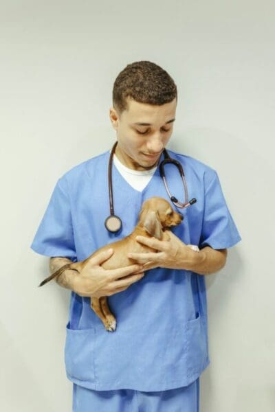 The Role Of Small Animal Vets In Spaying And Neutering Programs
