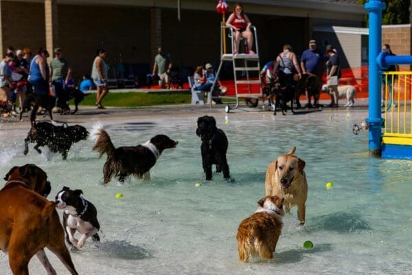 Why Pet Owners Are Rethinking Dog Care This Summer