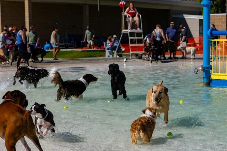 Why Pet Owners Are Rethinking Dog Care This Summer