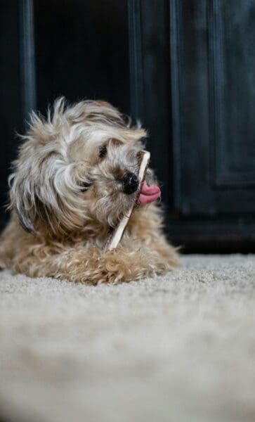 What to Look for in a Dog Chew Besides How Long It Lasts