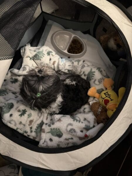 Allie's Corner: Crate Rest Is No Vacation