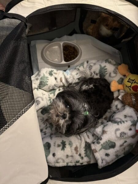 Allie's Corner: Crate Rest Is No Vacation