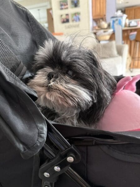 Allie's Corner: Crate Rest Is No Vacation