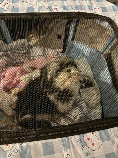Allie's Corner: Crate Rest Is No Vacation