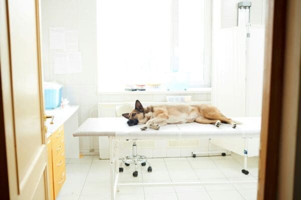 5 Reasons Veterinary Hospitals Are Vital To Pet Longevity
