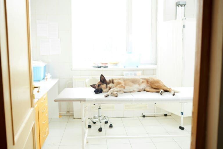 5 Reasons Veterinary Hospitals Are Vital To Pet Longevity