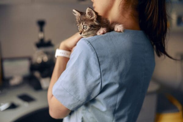 
4 Key Services Veterinary Hospitals Provide For Puppies And Kittens
