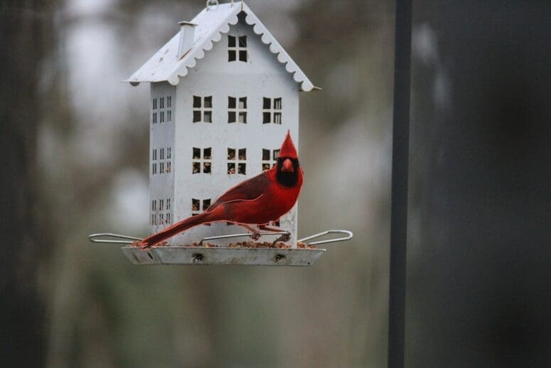 What Should You Check Before Buying a Bird Feeder?